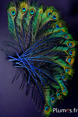 Paon bleu oeil-sabre - 25-35 cm - bleu
